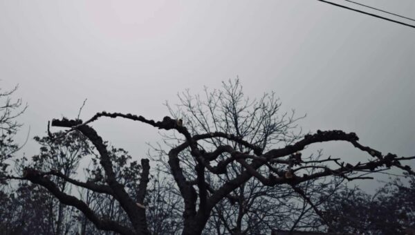 A fülemüle ködben dalol, avagy a regényem
